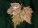 oak_leaf_candle_holder